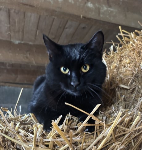 Kat Europese korthaar of huiskat