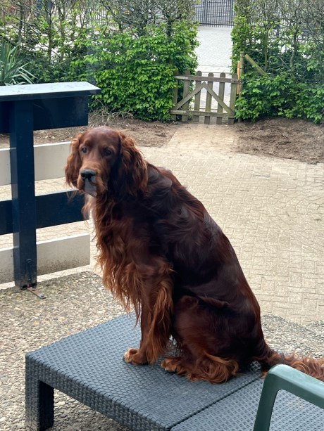 Hond Setter