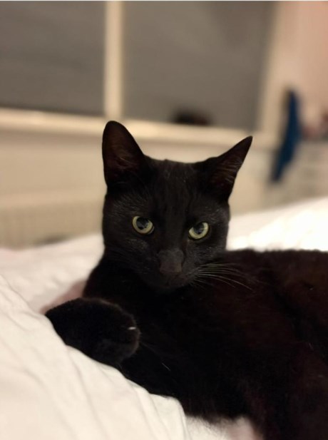 Kat Europese korthaar of huiskat