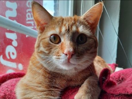 Kat Europese korthaar of huiskat