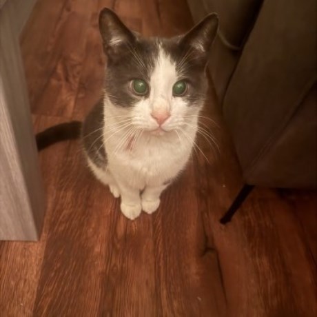 Kat Europese korthaar of huiskat