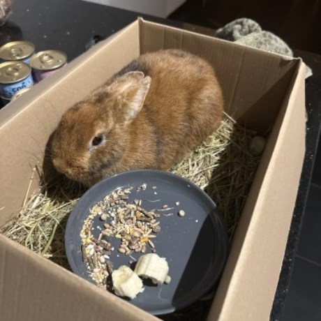 Knaagdier / Haasachtige Konijn