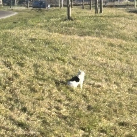 Kat Europese korthaar of huiskat