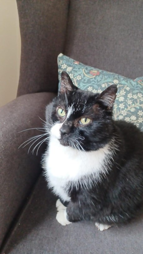 Kat Europese korthaar of huiskat