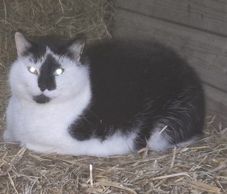 Kat Europese korthaar of huiskat