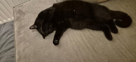 Kat Europese korthaar of huiskat