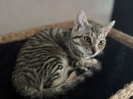 Kat Europese korthaar of huiskat