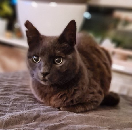 Kat Europese korthaar of huiskat