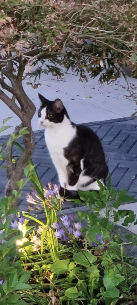 Kat Europese korthaar of huiskat