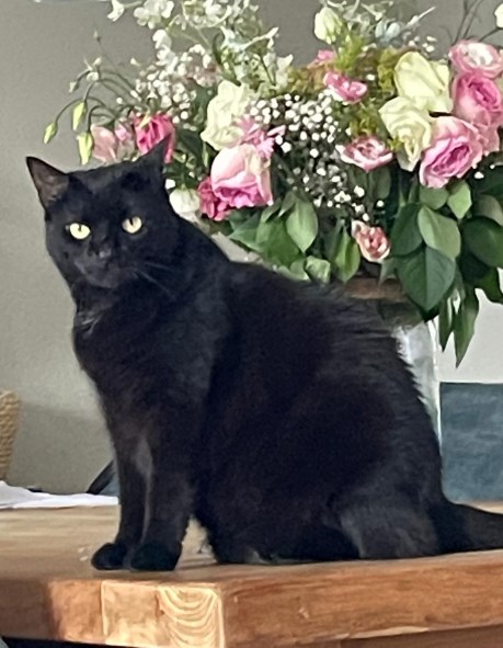 Kat Europese korthaar of huiskat