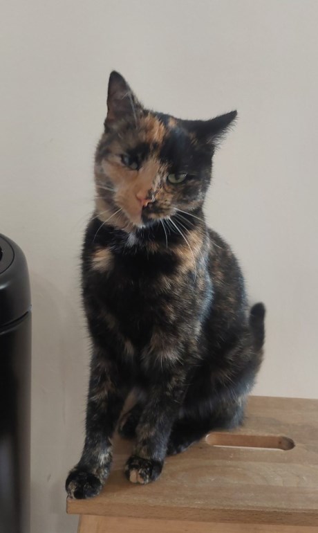 Kat Europese korthaar of huiskat