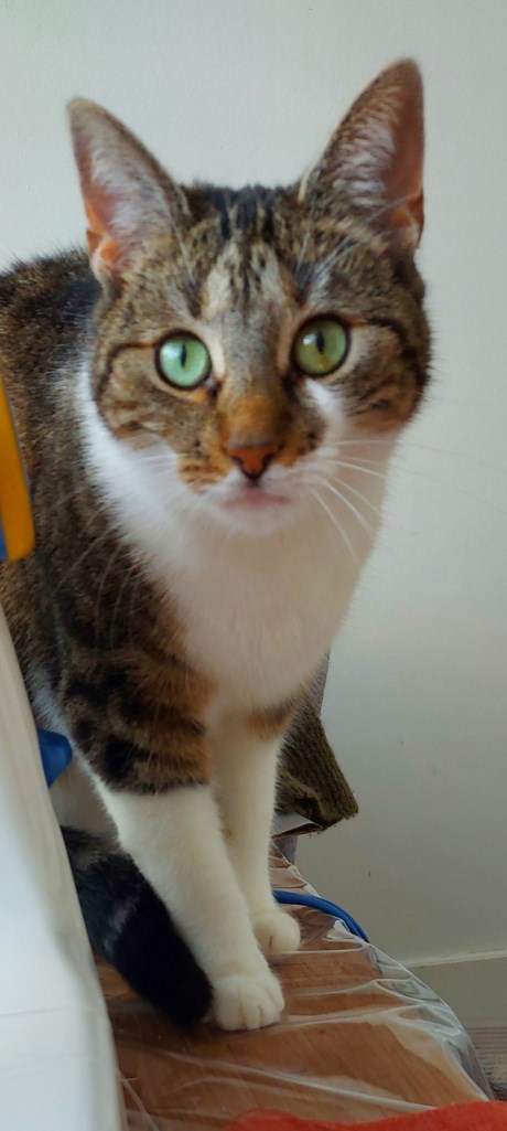 Kat Europese korthaar of huiskat