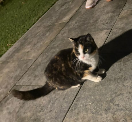 Kat Europese korthaar of huiskat