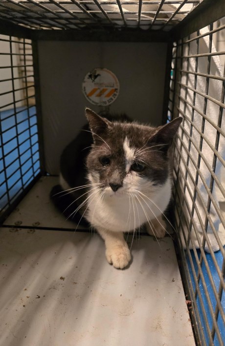 Kat Europese korthaar of huiskat