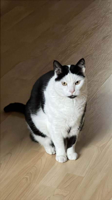 Kat Europese korthaar of huiskat