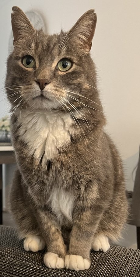 Kat Europese korthaar of huiskat