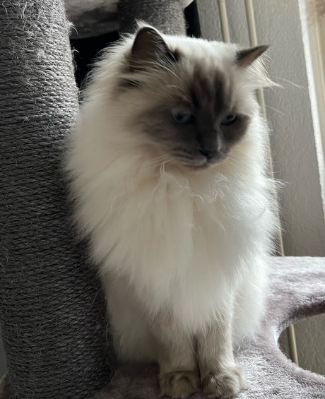 Kat Ragdoll