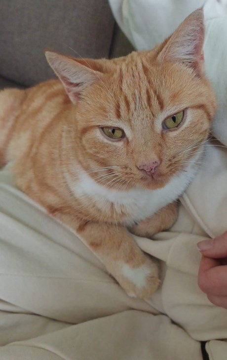 Kat Europese korthaar of huiskat