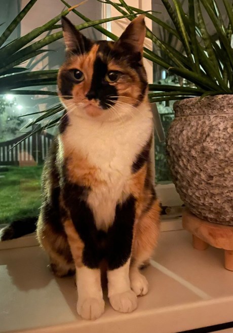 Kat Europese korthaar of huiskat