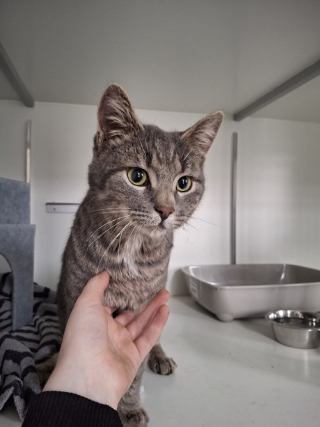 Kat Europese korthaar of huiskat