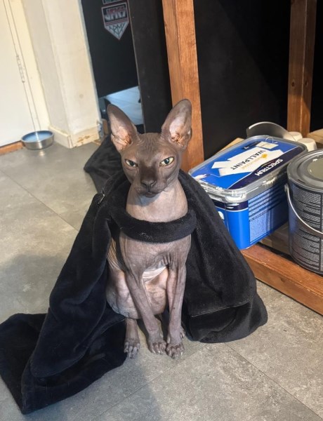 Kat Sphynx