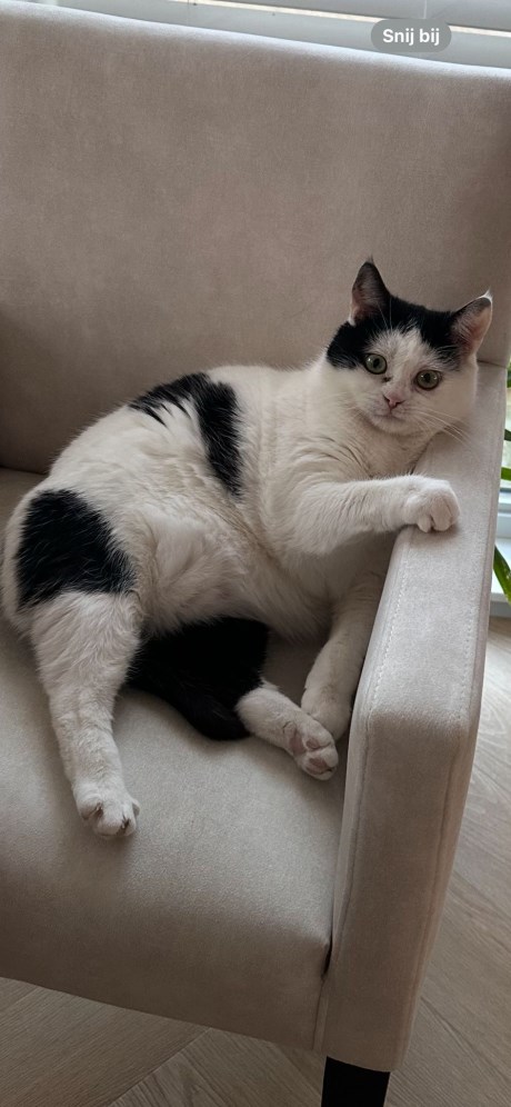 Kat Europese korthaar of huiskat