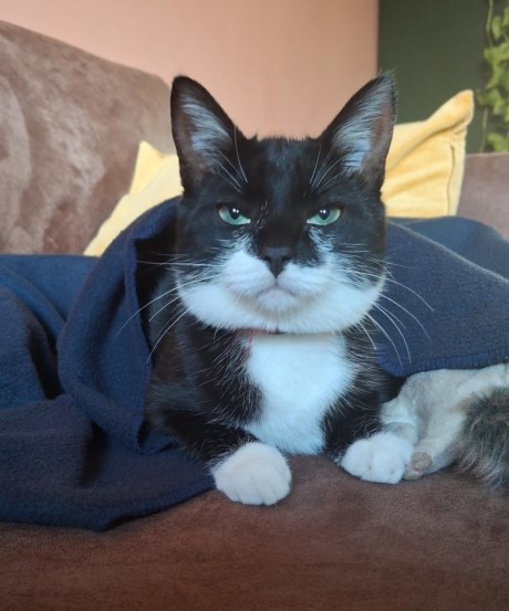 Kat Europese korthaar of huiskat