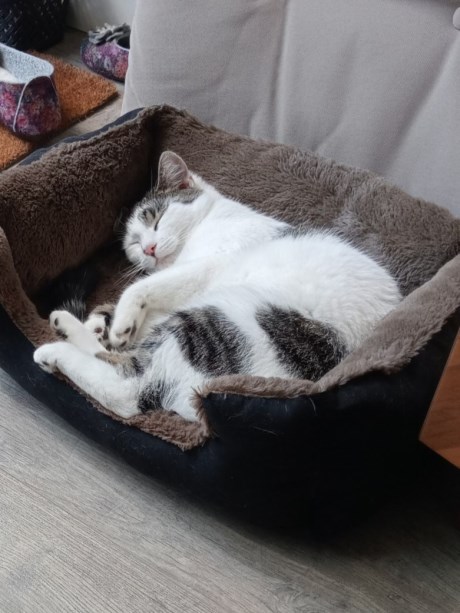 Kat Europese korthaar of huiskat