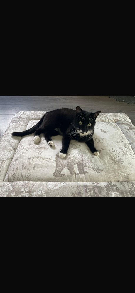 Kat Europese korthaar of huiskat