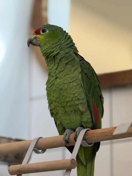 Vogel (Dwerg-)papegaai