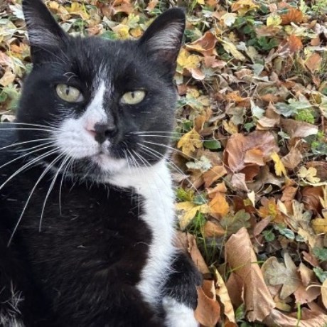 Kat Europese korthaar of huiskat