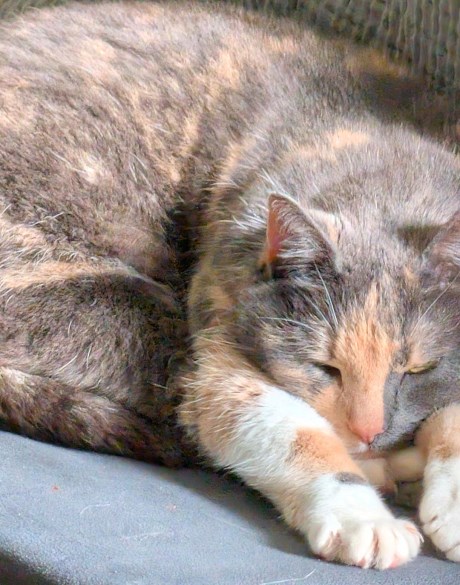 Kat Europese korthaar of huiskat