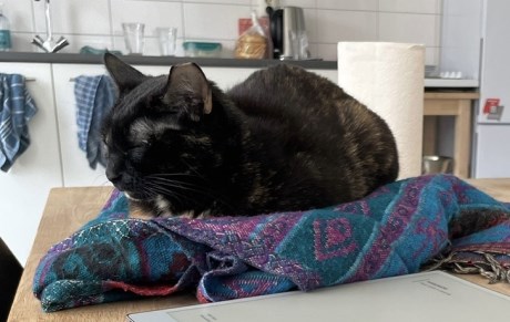 Kat Europese korthaar of huiskat