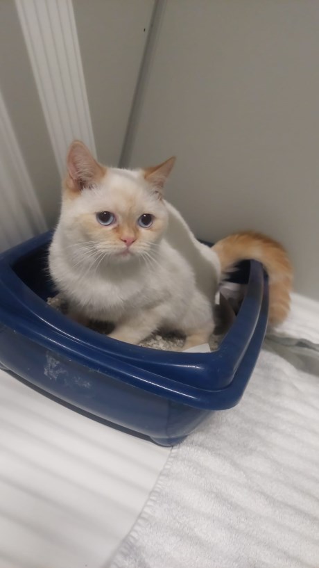 Kat Europese korthaar of huiskat