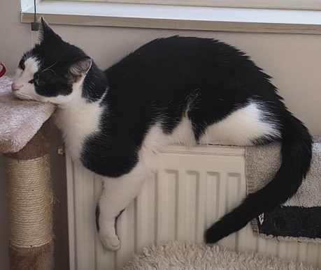 Kat Europese korthaar of huiskat