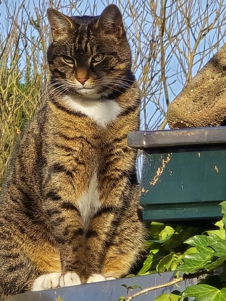 Kat Europese korthaar of huiskat