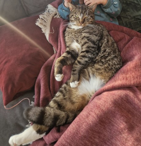 Kat Europese korthaar of huiskat