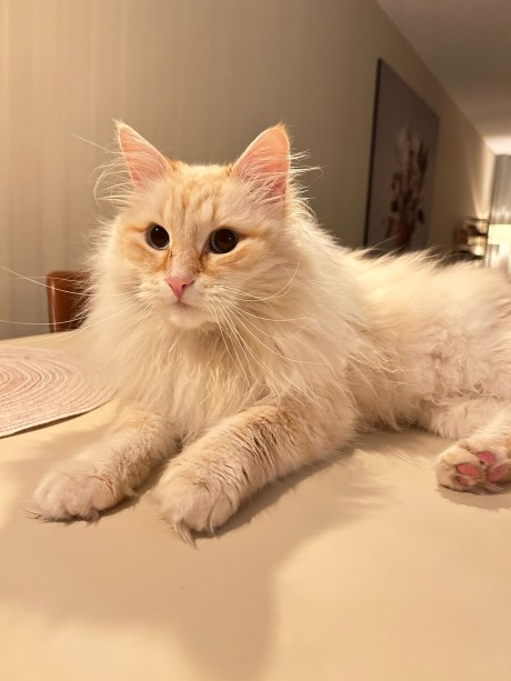 Kat Boskat/Siberisch