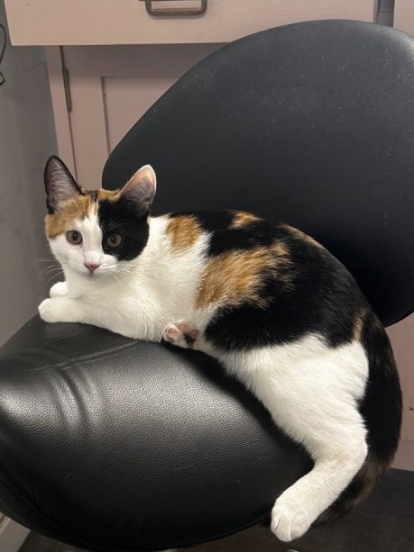 Kat Europese korthaar of huiskat