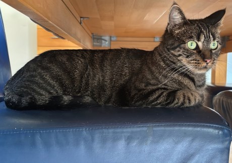 Kat Europese korthaar of huiskat