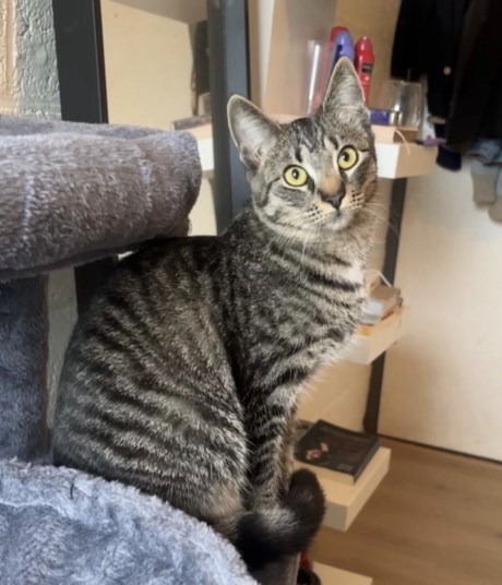 Kat Europese korthaar of huiskat