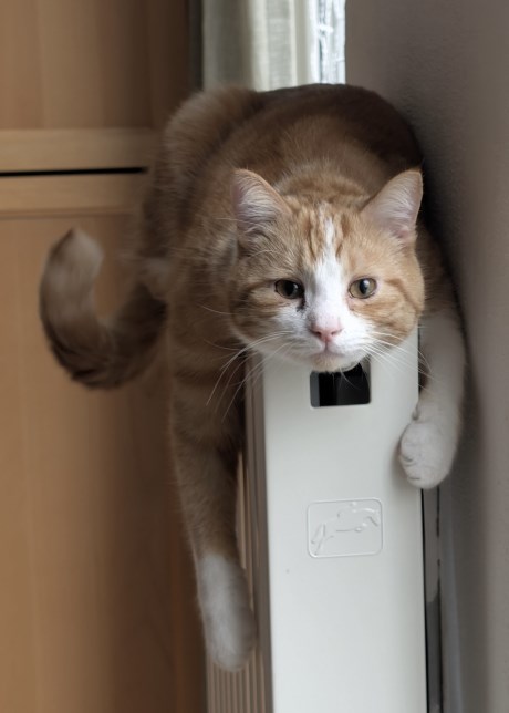 Kat Europese korthaar of huiskat