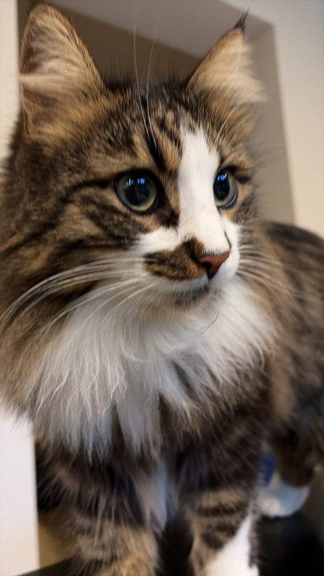 Kat Boskat/Siberisch