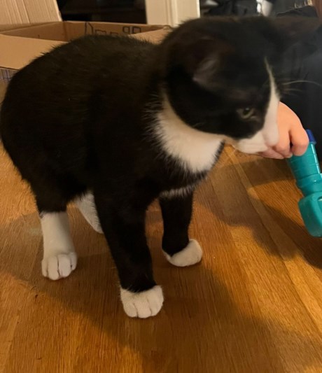 Kat Europese korthaar of huiskat