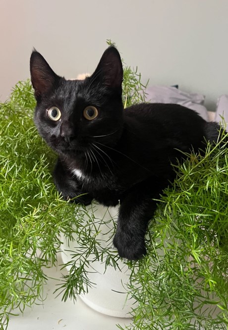 Kat Europese korthaar of huiskat