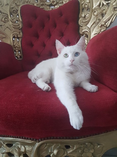 Kat Europese korthaar of huiskat