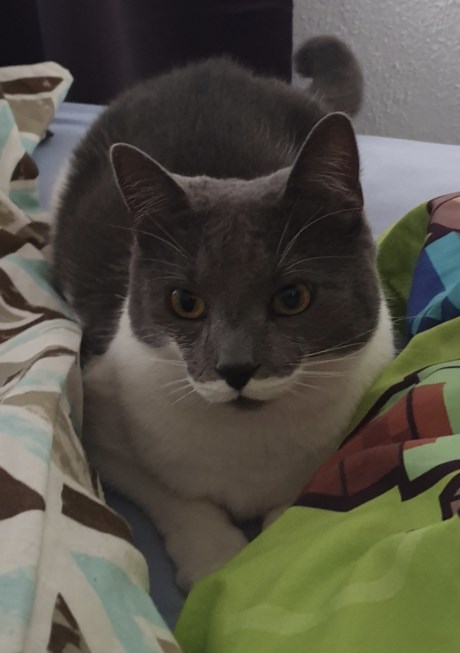 Kat Europese korthaar of huiskat