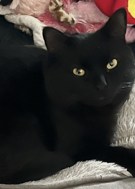 Kat Europese korthaar of huiskat