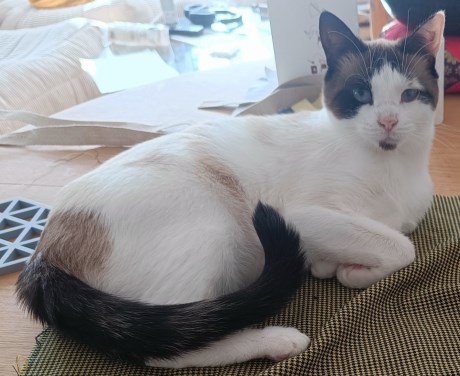 Kat Europese korthaar of huiskat