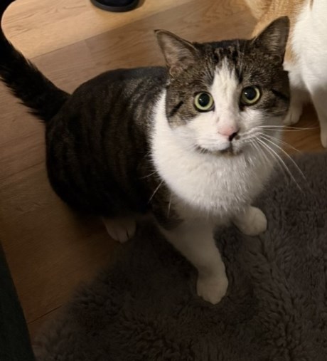 Kat Europese korthaar of huiskat